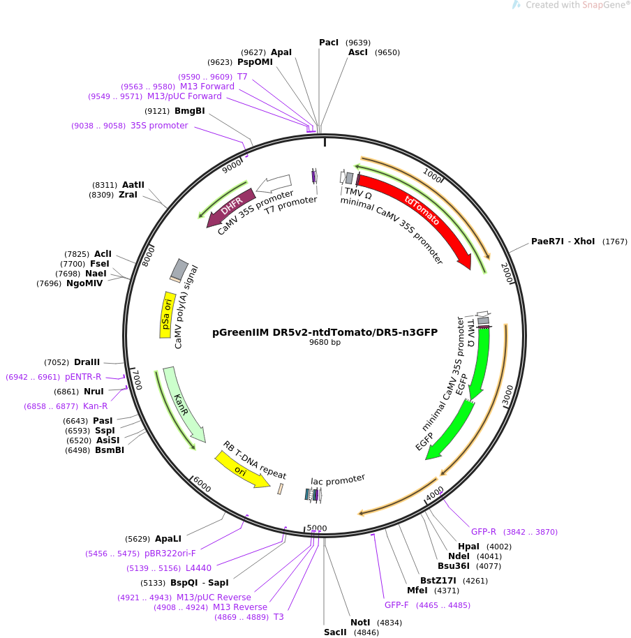 pGreenIIM DR5v2-ntdTomatoDR5-n3GFP质粒图谱